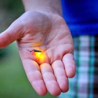 All Nature Hotsprings, Waterfalls, Fireflies Tour plus Batu Caves All Nature Hotsprings, Waterfalls, Fireflies Tour plus Batu Caves