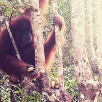 Semenggoh Orangutan Centre from Kuching Semenggoh Orangutan Centre from Kuching